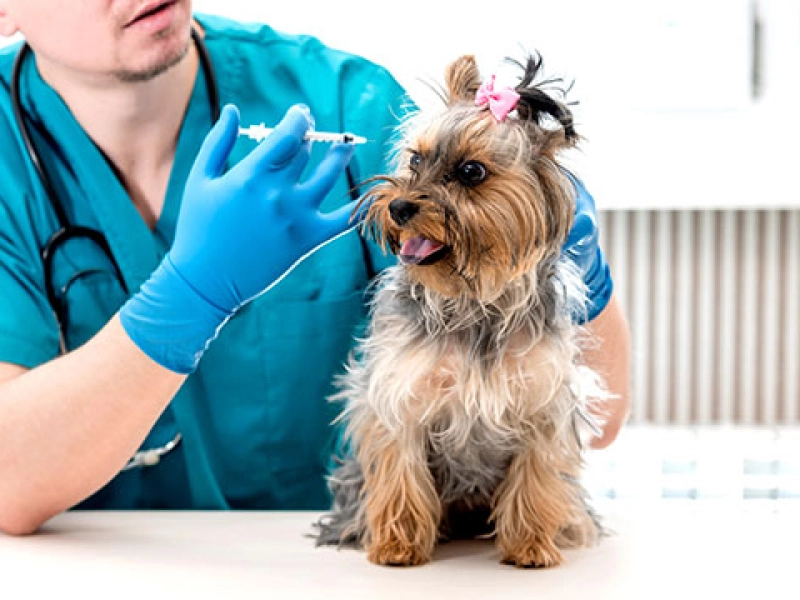 Vacunaciones y desparasitaciones / Vacunacions i desparasitacions