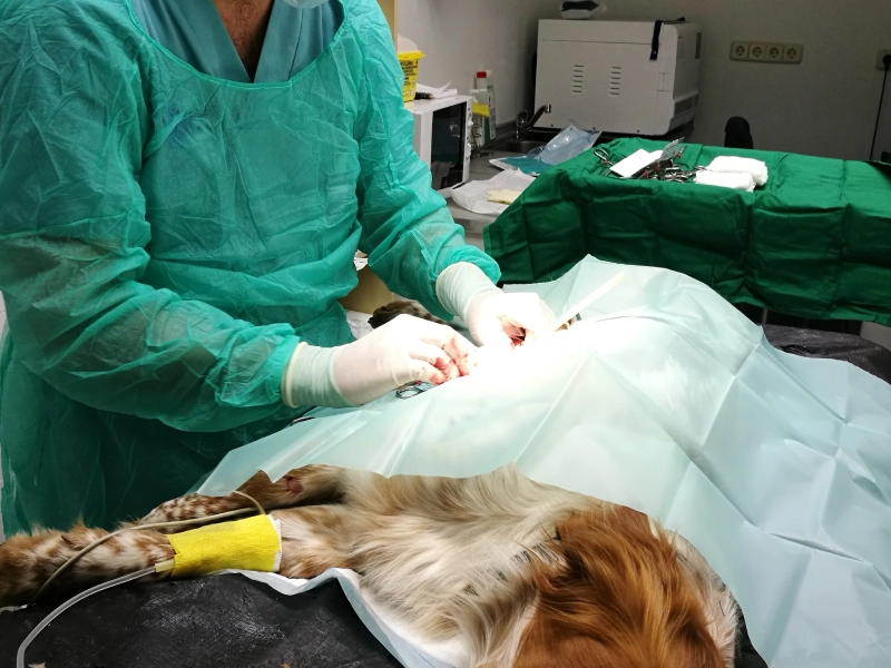 Cirugía general / Cirurgia general